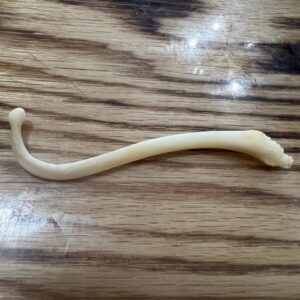Large raccoon baculum bone.