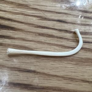 Small raccoon baculum bone.