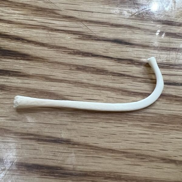 Small raccoon baculum bone.