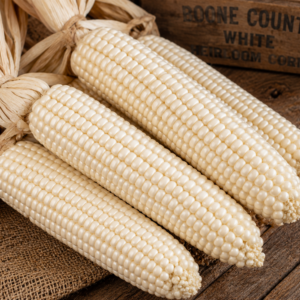 Boone County White heirloom corn featuring four large white ears with creamy white kernels and dried husks displayed on a rustic wooden table, premium seed corn for whiskey, bourbon, moonshine, milling, and homestead growing.