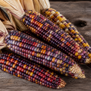 Four ears of Kentucky Rainbow heirloom corn displaying vibrant multicolored kernels in shades of purple, red, blue, gold, and cream resting on a rustic wooden table with dried husks.
