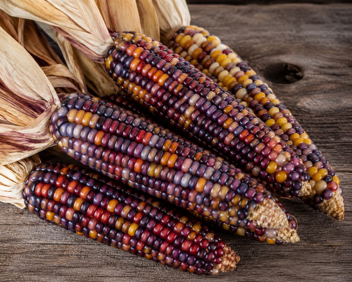 Four ears of Kentucky Rainbow heirloom corn displaying vibrant multicolored kernels in shades of purple, red, blue, gold, and cream resting on a rustic wooden table with dried husks.