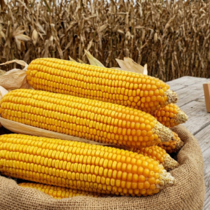A close-up, square shot of vibrant yellow Reid's Yellow Dent corn ears with dried husks, resting in a burlap sack on a rustic wooden table with a cornfield background.