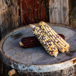 Amanda Palmer heirloom corn.