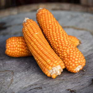 Argentine Orange heirloom corn.