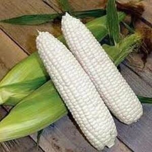 Boone County White heirloom corn.
