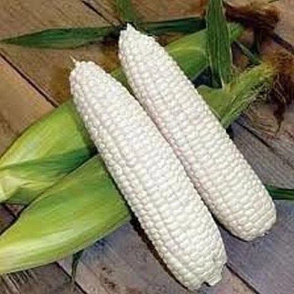Boone County White heirloom corn.