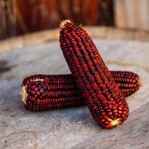 Bloody Butcher heirloom corn.