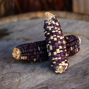 Cherokee White Eagle heirloom corn.