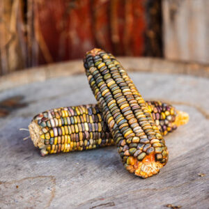 Oaxacan Green heirloom corn.