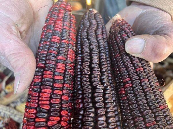 Jimmy Red heirloom corn.