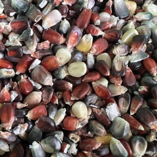 PhilBilly's Merica heirloom corn.