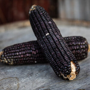 Ohio Blue Clarage heirloom corn.
