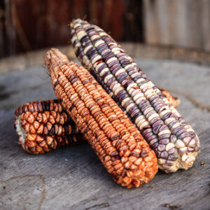 Kentucky Rainbow heirloom corn.