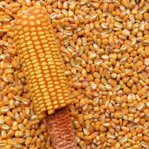Reid's Yellow Dent heirloom corn.