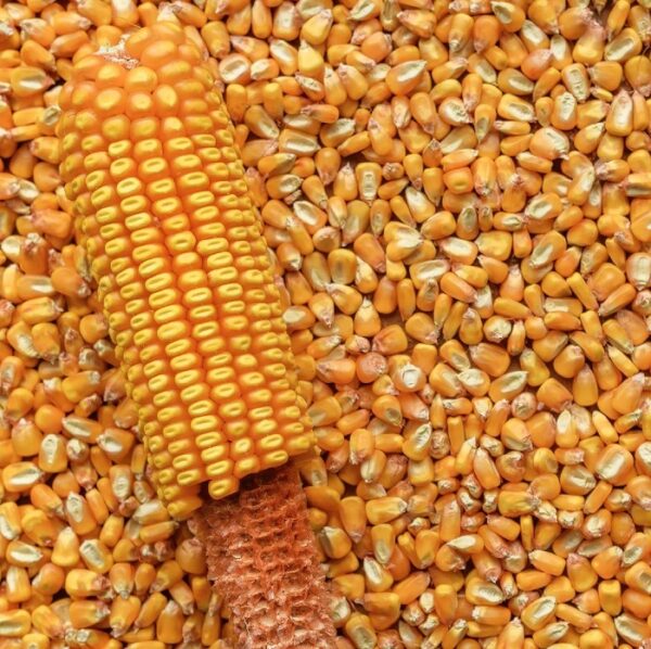 Reid's Yellow Dent heirloom corn.