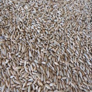 Danko Rye for making whiskey, and bourbon.