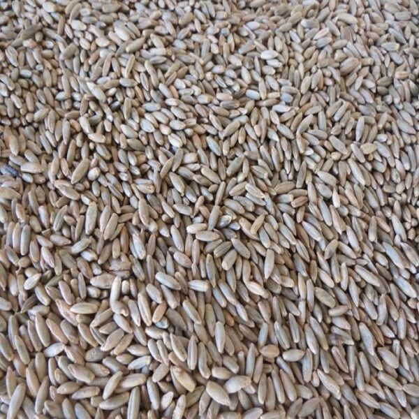 Danko Rye for making whiskey, and bourbon.