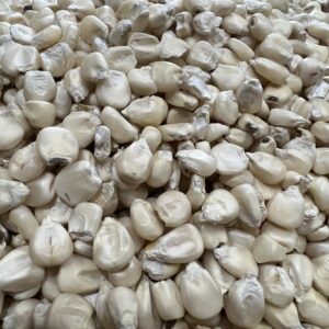Silver King heirloom corn.