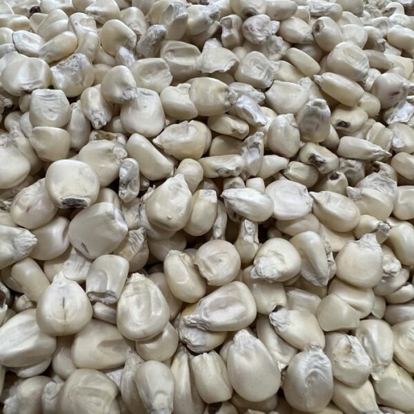Silver King heirloom corn.