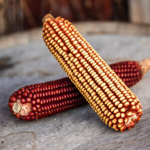 Wapsi Valley heirloom corn.