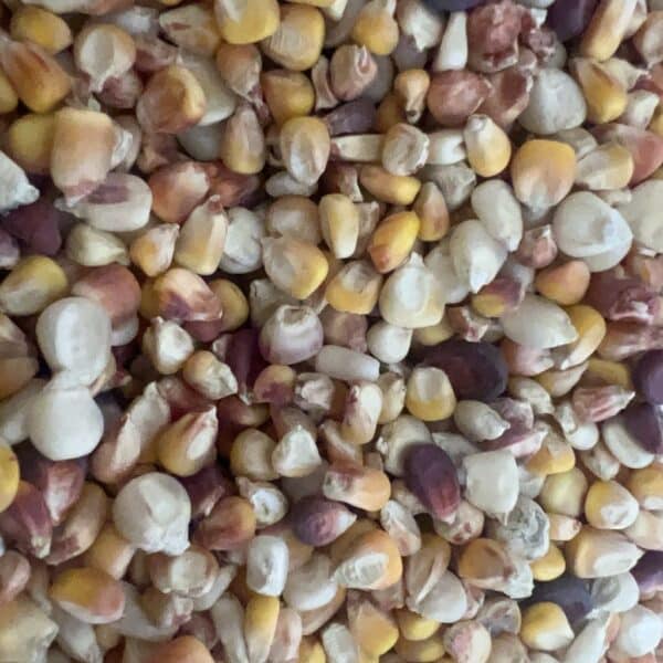 Rustic Creek Heirloom Corn