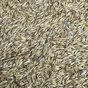 Oats for distilling and brewing.