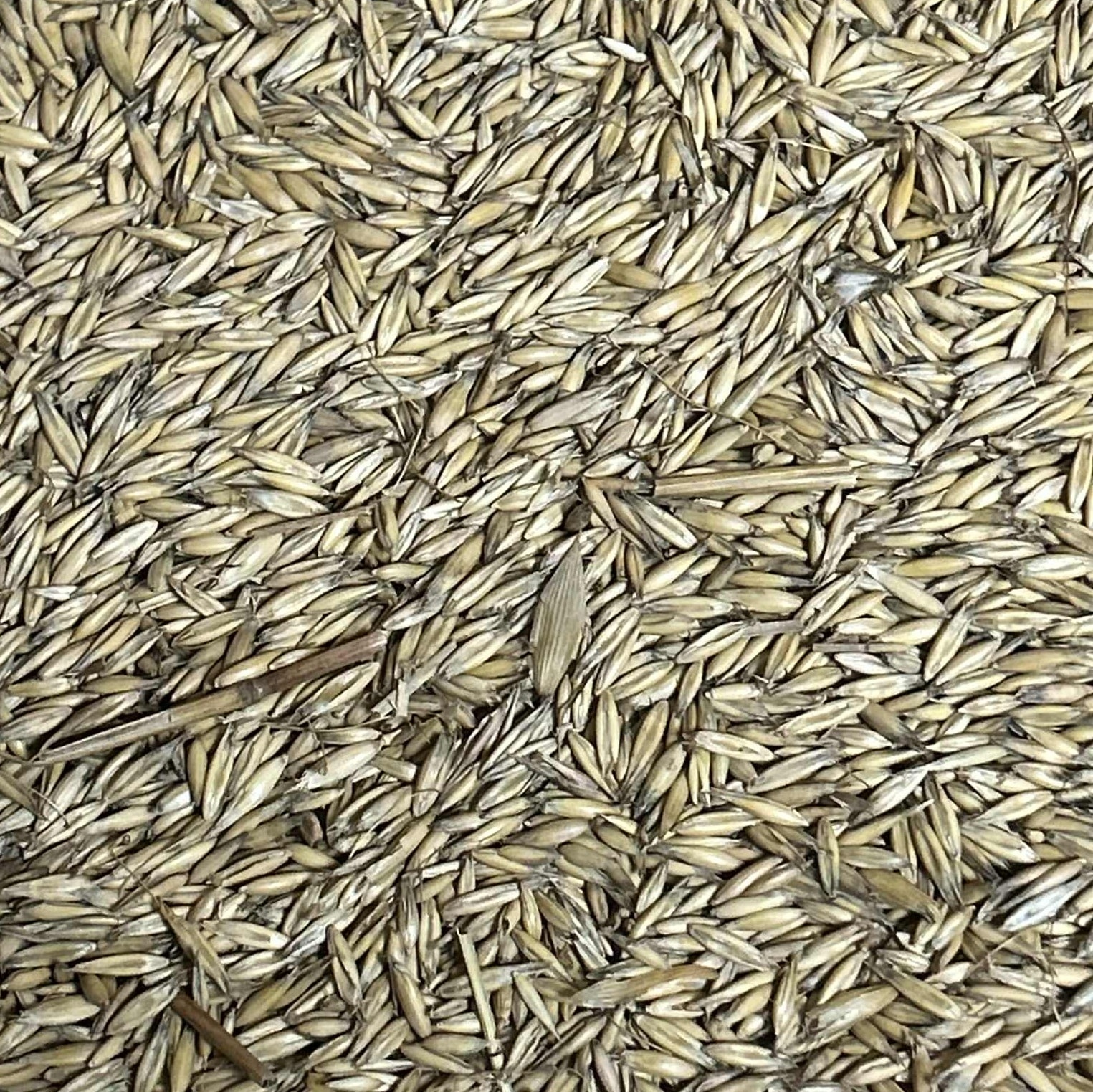 Oats for distilling and brewing.