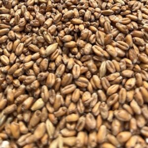 Red wheat grain for distilling bourbon.